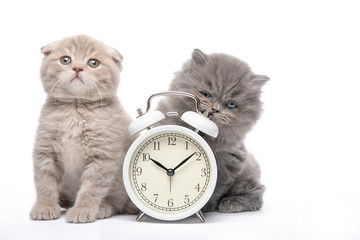 Kitten and alarm clock on a white background. Animals and alarm clock. Morning.