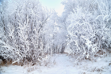 Landscape with tree in the foreground and field in the distance on a winter day
