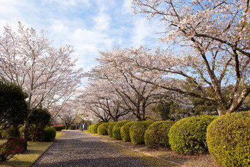 都城観音池公園の桜	