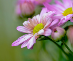 pink chrysanthemum flower with water drops of dew, soft focus