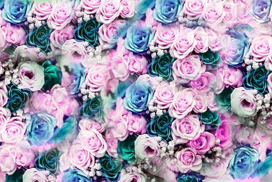 Wall of pink and blue roses