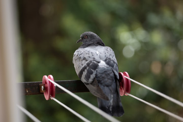City gray pigeon. City birds