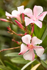 pink flower on a branch in spring