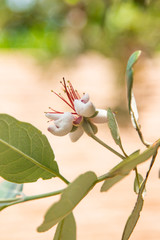 feijoa flowers on a tree branch