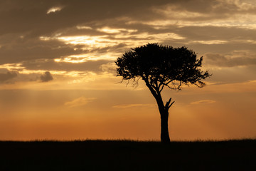 Fototapeta na wymiar lone tree silhouetted against the sky