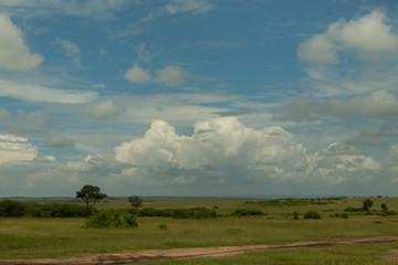 Fototapeta na wymiar tree on the landscape of the Maasai Mara