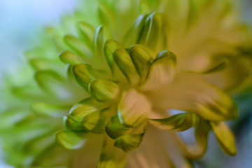 Obraz premium petals of chrysanthemum, soft selective focus