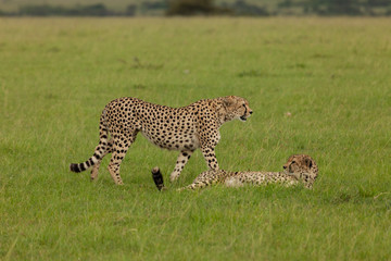 cheetahs on the savannah