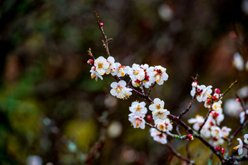 風土記の丘の梅