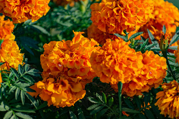  Many yellow-red small flowers from the Asteraceae family. They grow in low bushes in flower beds and gardens as an annual plant