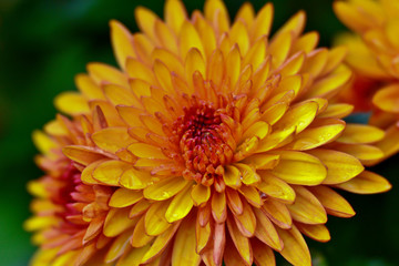 closeup chrysanthemum with raindrops