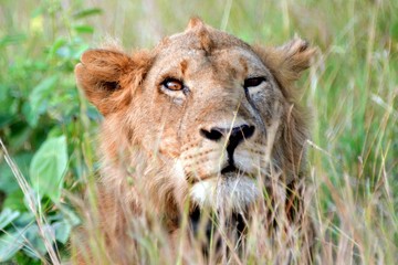 Lion, Queen Elizabeth National Park, Uganda