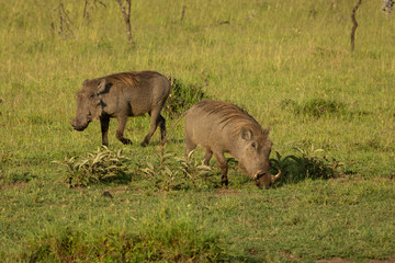 Fototapeta premium warthogs on the savannah