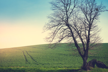A lonely tree without leaves on a field with green grass in early spring on a sunny day
