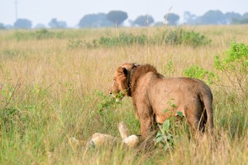 Fototapeta na wymiar Lion, Queen Elizabeth National Park, Uganda