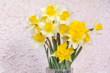 Closeup  of Yellow Narcissus Flowers