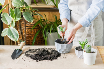 A woman is gardening near the window of the house, replanting a green plant in a pot. The concept of home gardening.