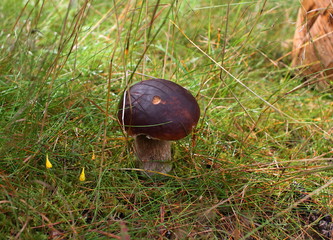 Mushroom in the grass