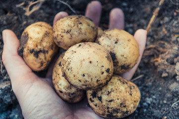 Holding raw fresh potatoes in female hand