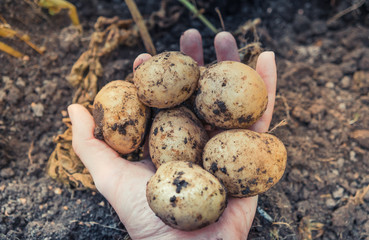 Holding raw fresh potatoes in female hand