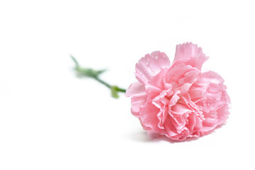 close on pretty and freshness flower of carnation isolated on white background