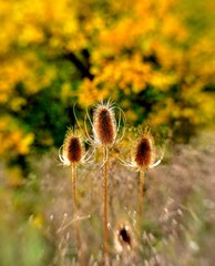 faded thistles in autumn