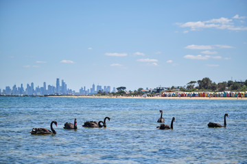 Wild swans swimming near Brighton Beach huts, Melbourne.