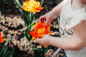 nature lover child neatly holds the red and yellow tulip flower with uneven edges of the petals with its handles