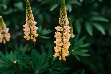 blooming yellow lupine against a background of blurry flowers and bright green greens