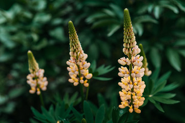 blooming yellow lupine against a background of blurry flowers and bright green greens