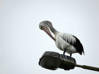 Pelican on a street light