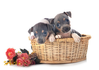 puppies brazilian terrier in studio