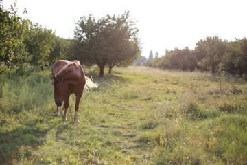 horse on pasture