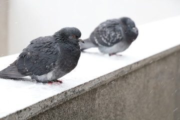 Winter weather, two pigeons sitting on a snow in city street. Couple fo doves closeup, freezing birds during snowfall