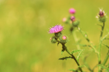 Purple thistle flowers on a summer meadow close-up. Retro style toned