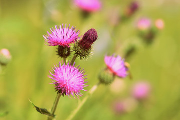 Obraz premium Purple thistle flowers on a summer meadow close-up. Retro style toned