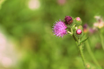 Purple thistle flowers on a summer meadow close-up. Retro style toned