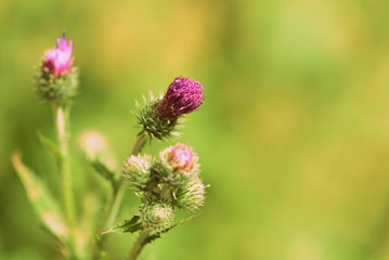 Purple thistle flowers on a summer meadow close-up. Retro style toned