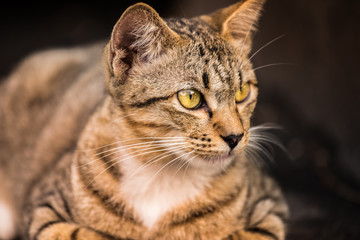 Portrait of cat. Close up of pet