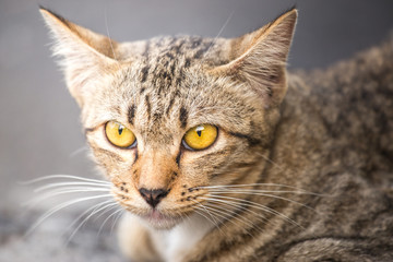 Portrait of cat. Close up of pet