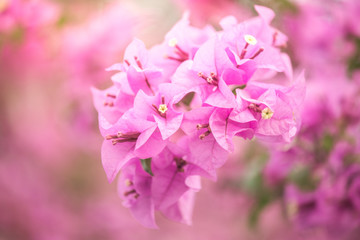 Fototapeta na wymiar A bougainvillea flower in sunshine day with pink flower background texture