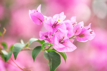 A bougainvillea flower in sunshine day with pink flower background texture