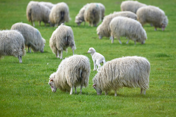 Sheeps grazing on grass (Ovis Aries)