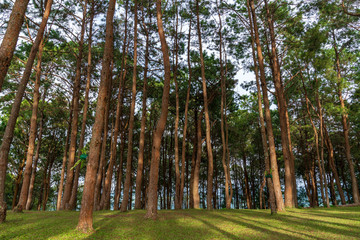 beautiful blue sky high peak mountains mist fog wildlife green forest at Khao Koh, Phu Tub Berk, Phetchabun, Thailand  guiding idea long weekend for backpacker camping campfire relaxing hiking