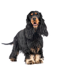 cocker spaniel in studio