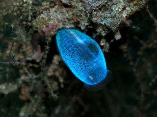 The amazing and mysterious underwater world of Indonesia, North Sulawesi, Manado, sea squirt