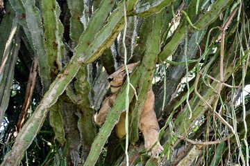 Lion, Queen Elizabeth National Park, Uganda