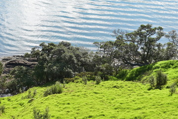 Pohutukawa trees at foot of green slope on sea shore.