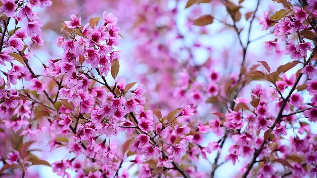 Wild Himalayan Cherry (Prunus cerasoides) blooming with bluesky in thailand , Phu Lom Lo mountain , Sakura in Thailand