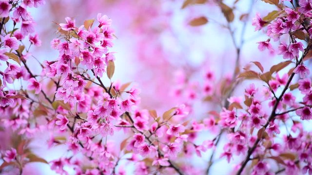 Wild Himalayan Cherry (Prunus cerasoides) blooming with bluesky in thailand , Phu Lom Lo mountain , Sakura in Thailand